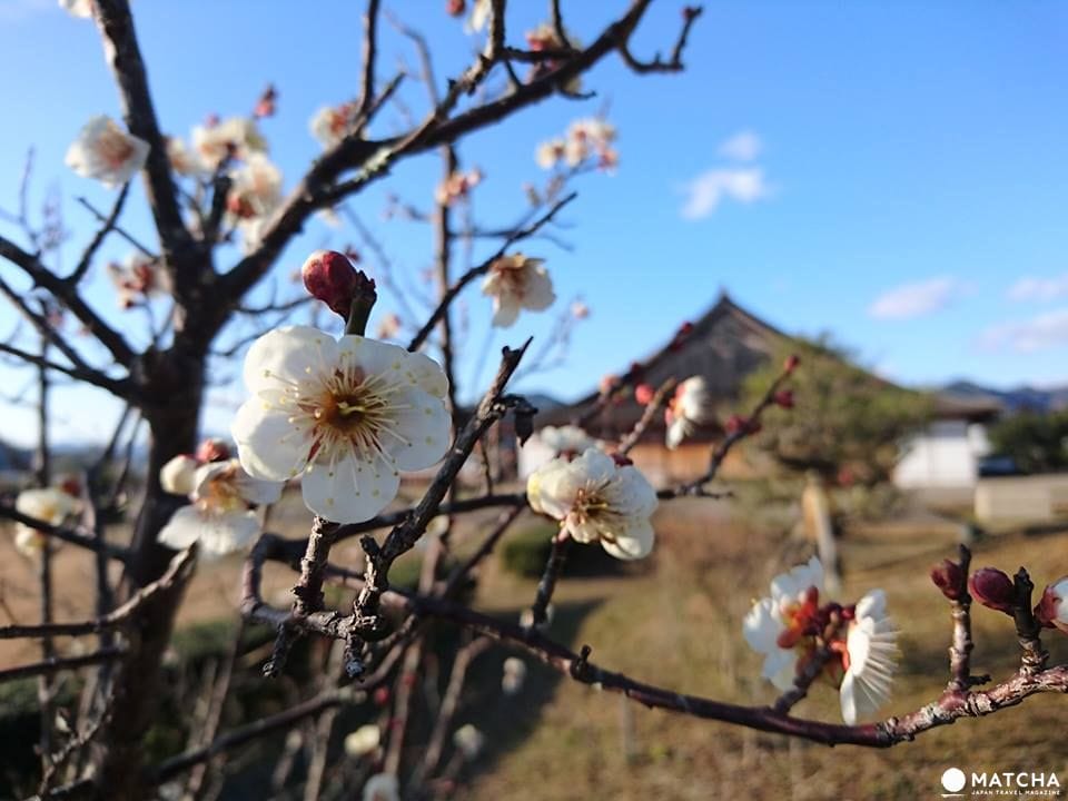 【慢遊篠山】和服、城跡、古民家 400年城下町散策