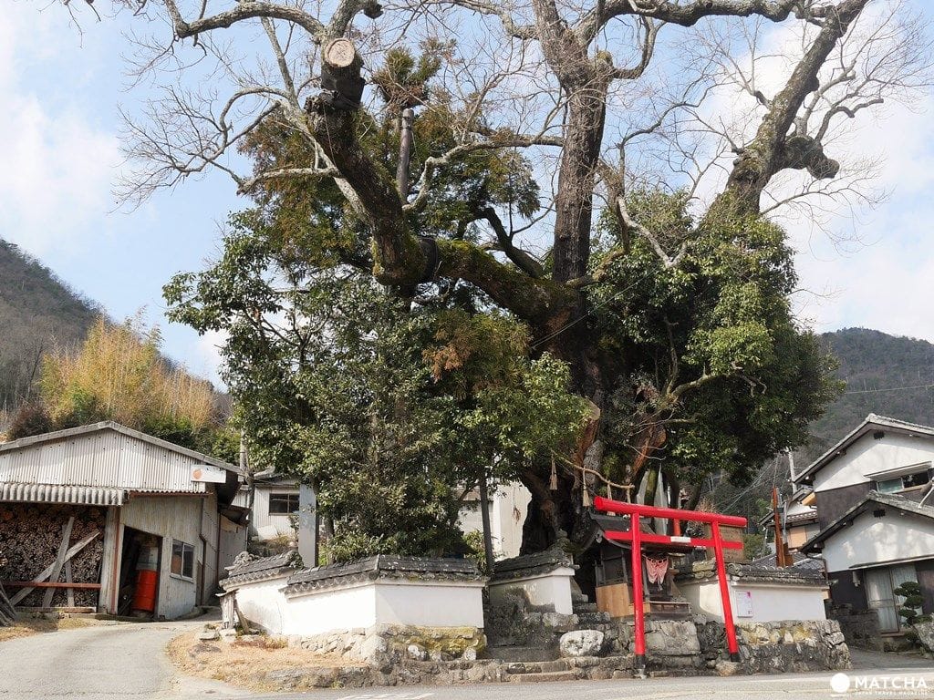 【篠山體驗】手作800年丹波燒,入住150年古民家,篠山窯元巷弄腳踏車之旅