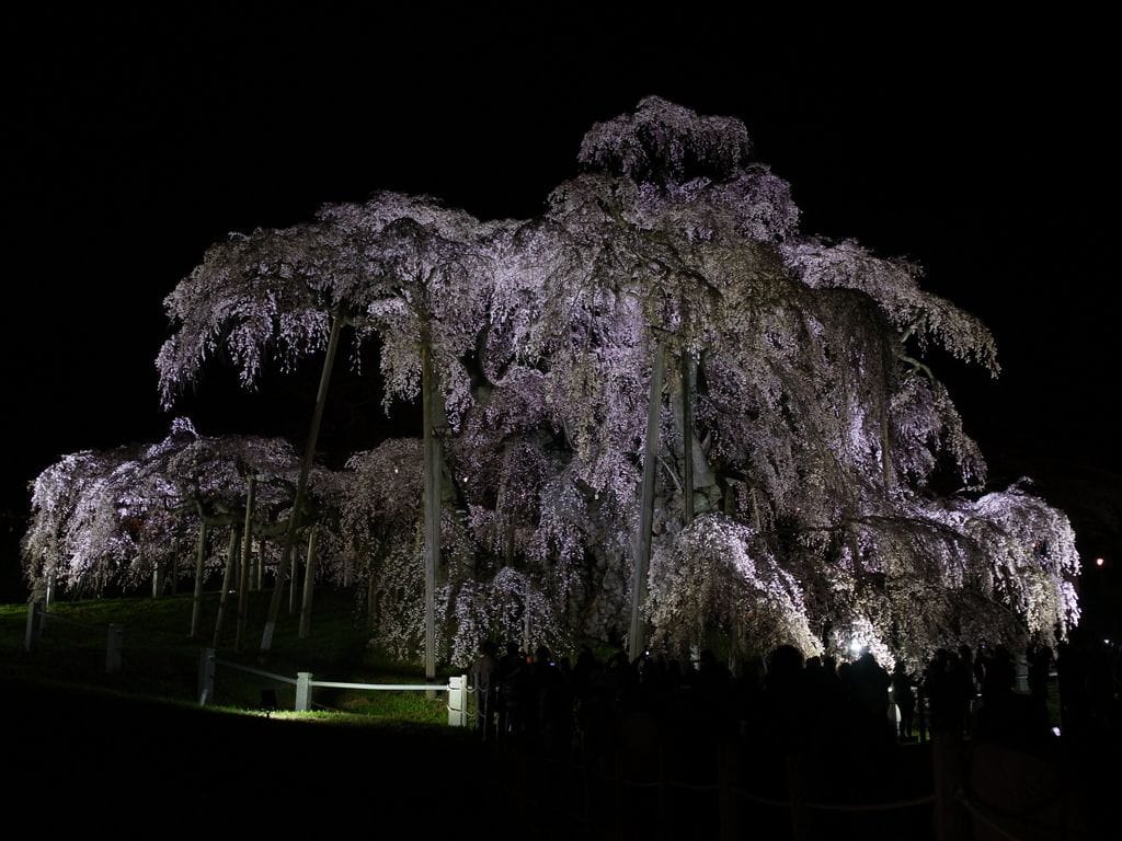 櫻花季才正要開始呢!東北六縣最佳賞櫻地點