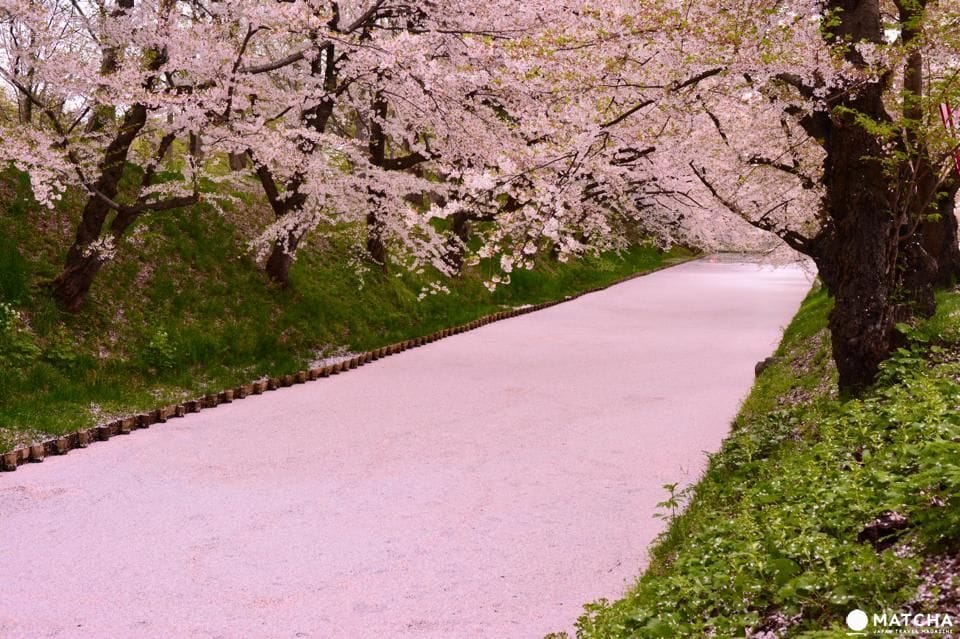 【東北】櫻花季才正要開始呢!東北六縣最佳賞櫻大整理 櫻花季才正要開始呢!東北六縣最佳賞櫻地點