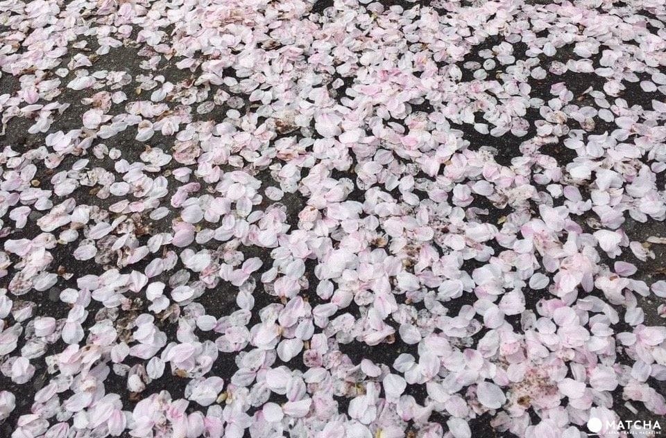 京都八幡市 賞櫻 告白的最佳地點淀川河川公園背割堤