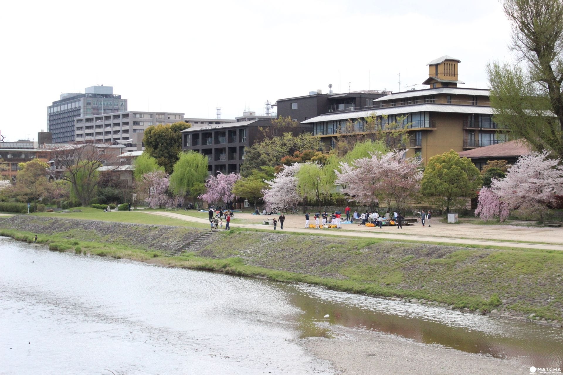 【京都】旺季時最快的移動方式！京都市地下鐵景點介紹——東西線賞櫻篇