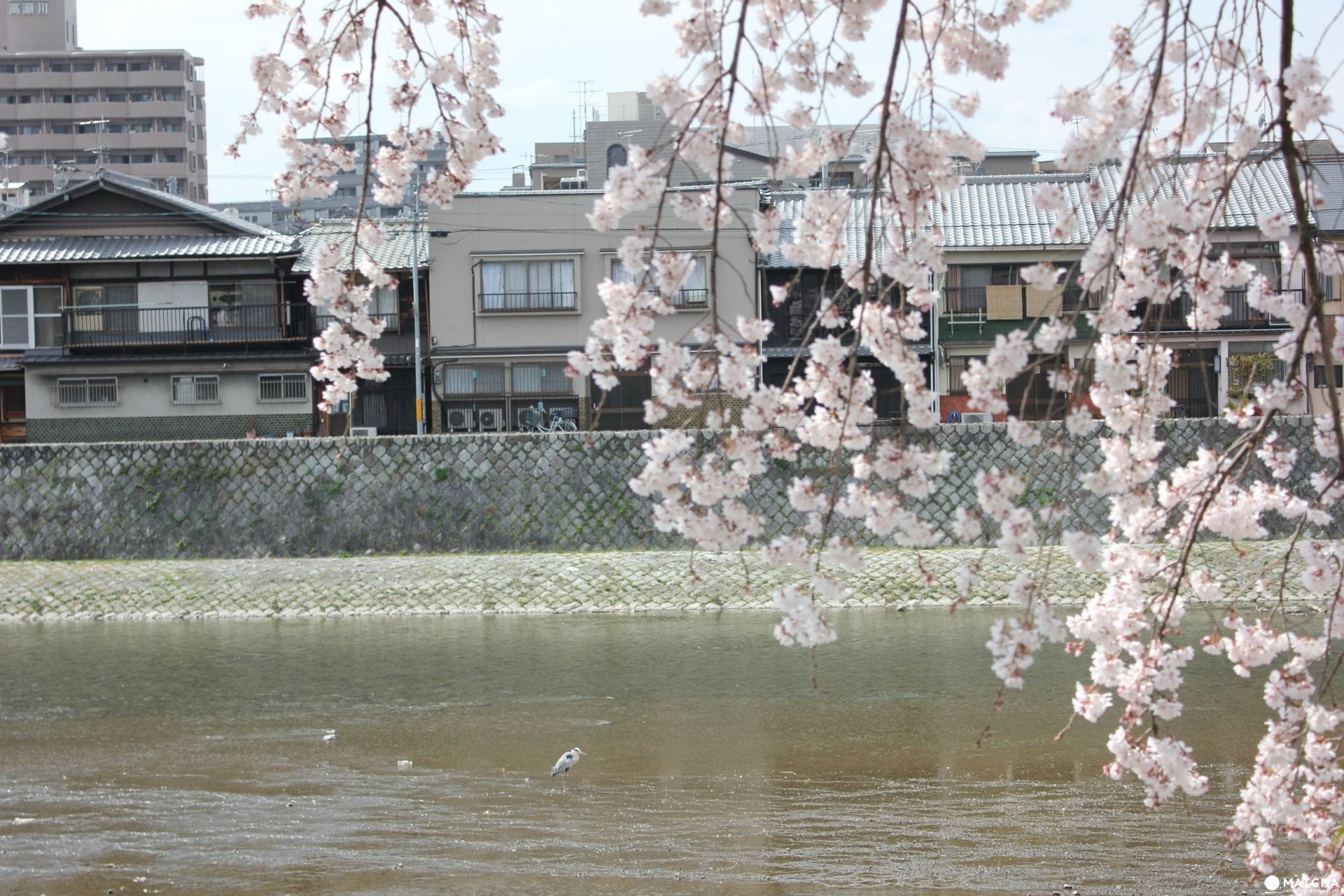 【京都】旺季時最快的移動方式！京都市地下鐵景點介紹——東西線賞櫻篇