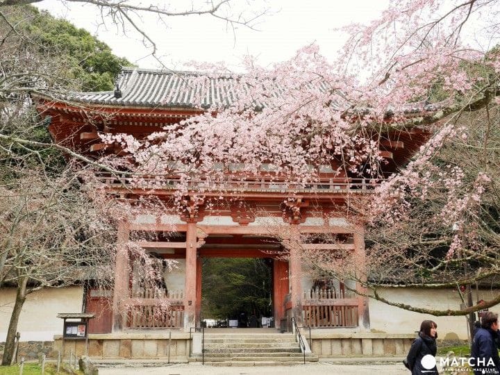 kyotosubway12 【京都】旺季時最快的移動方式!京都市地下鐵景點介紹——東西線賞櫻篇