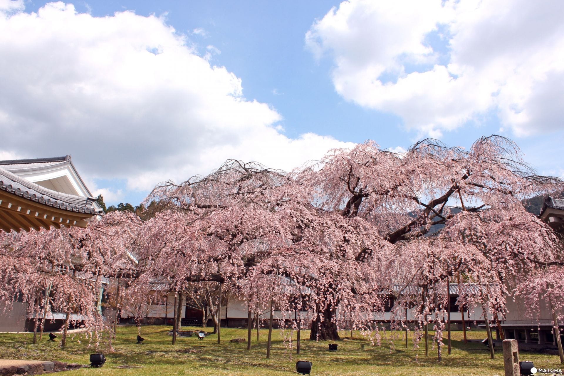 【京都】旺季時最快的移動方式！京都市地下鐵景點介紹——東西線賞櫻篇