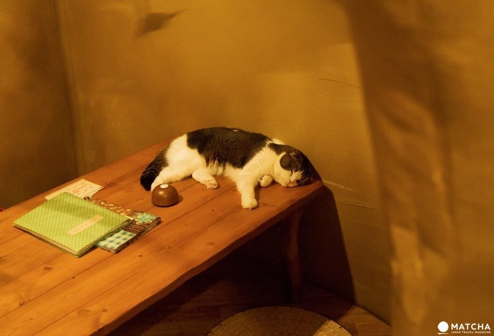 CatCafe てまりのおうち
