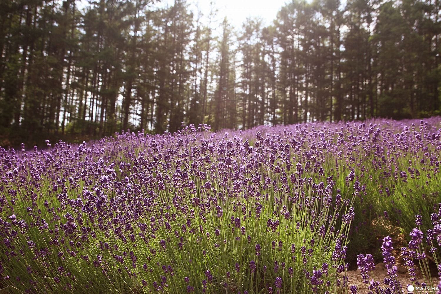 北海道 來到夏日的美瑛及富良野 彷彿進入童話世界的國度 欣傳媒