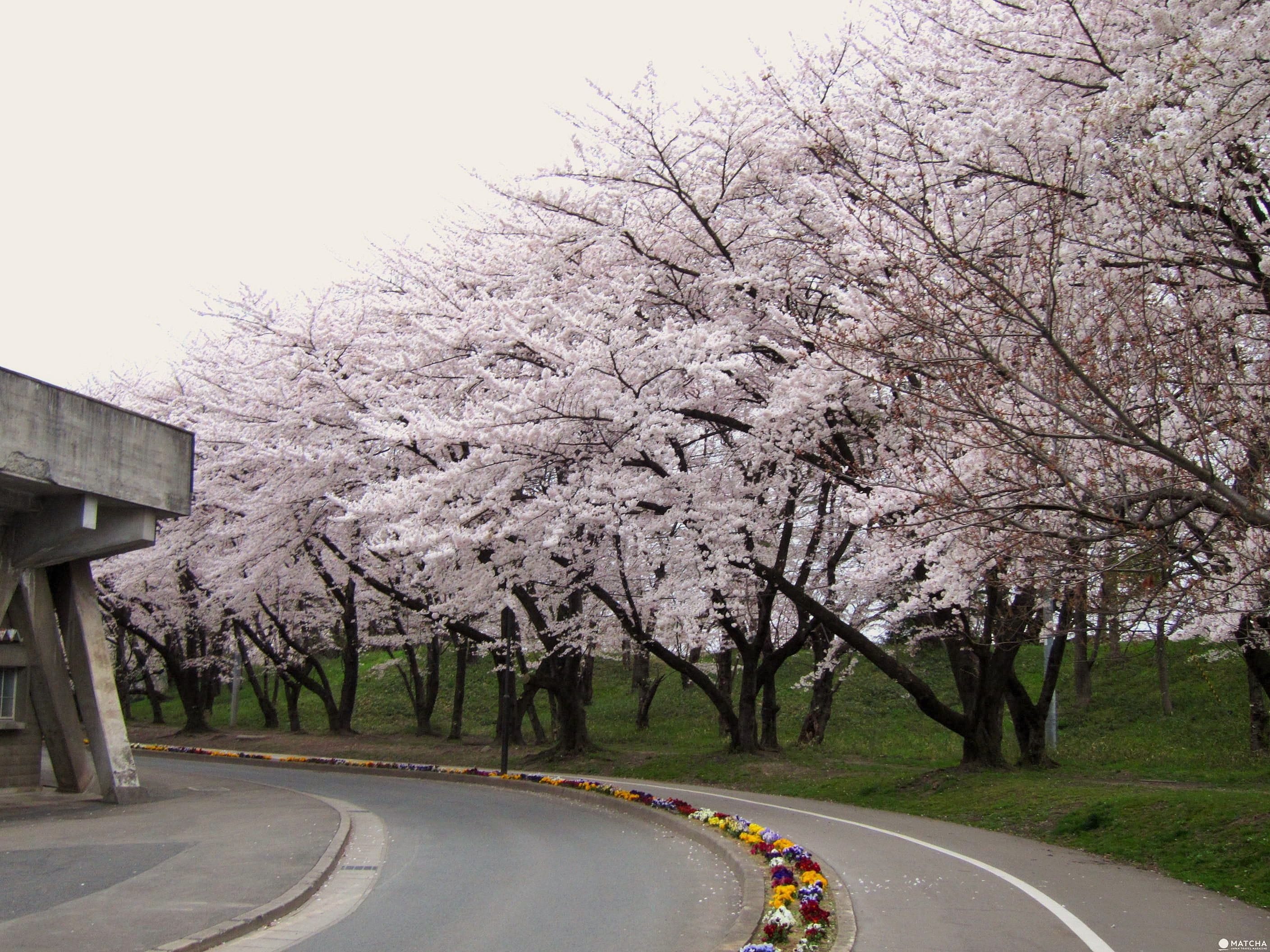 【東北】山形霞城公園的療癒系櫻花