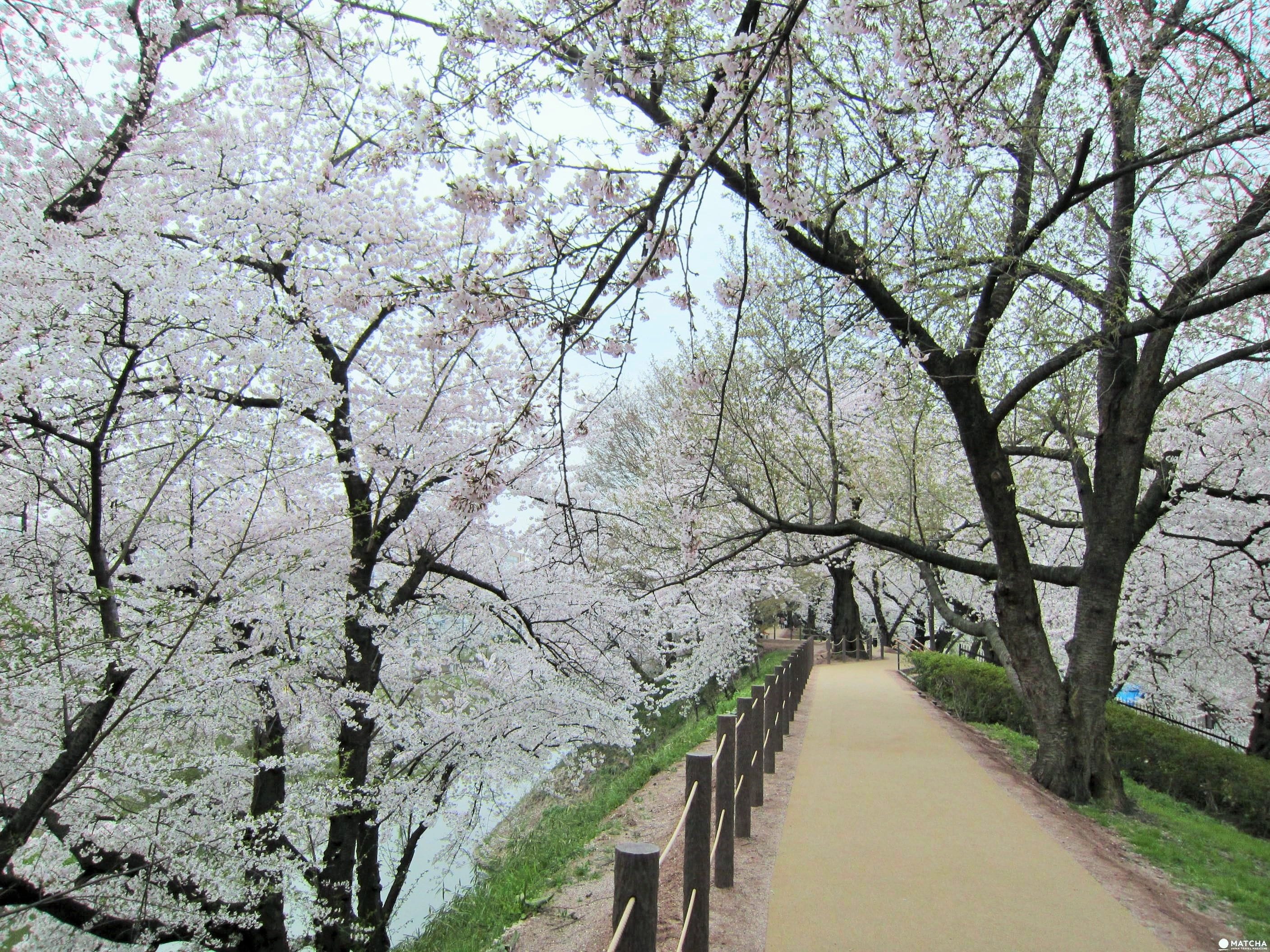 【東北】山形霞城公園的療癒系櫻花