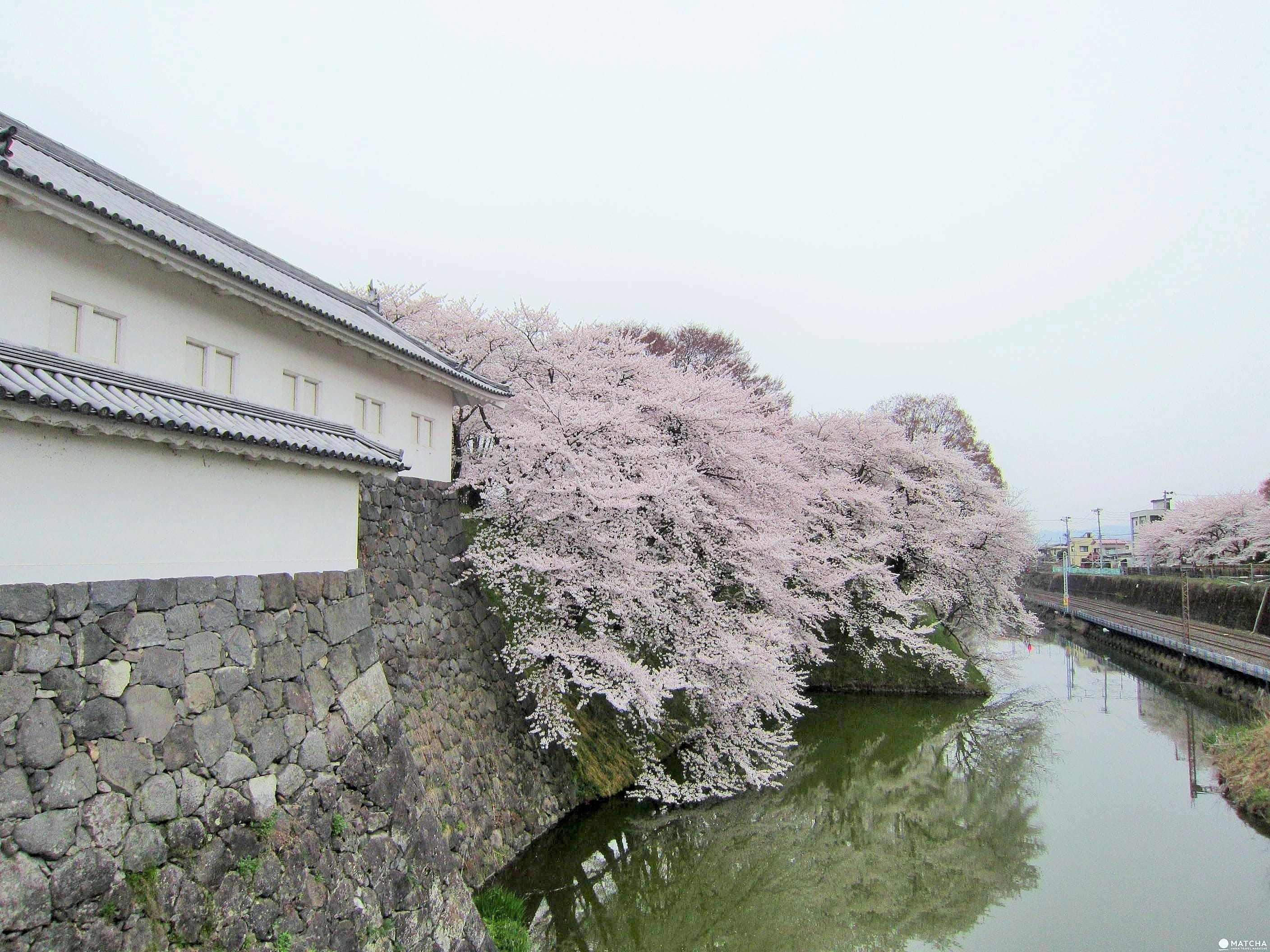 【東北】山形霞城公園的療癒系櫻花