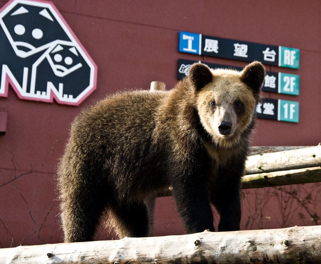 北海道才看的到!北海道人氣動物園、水族館、牧場