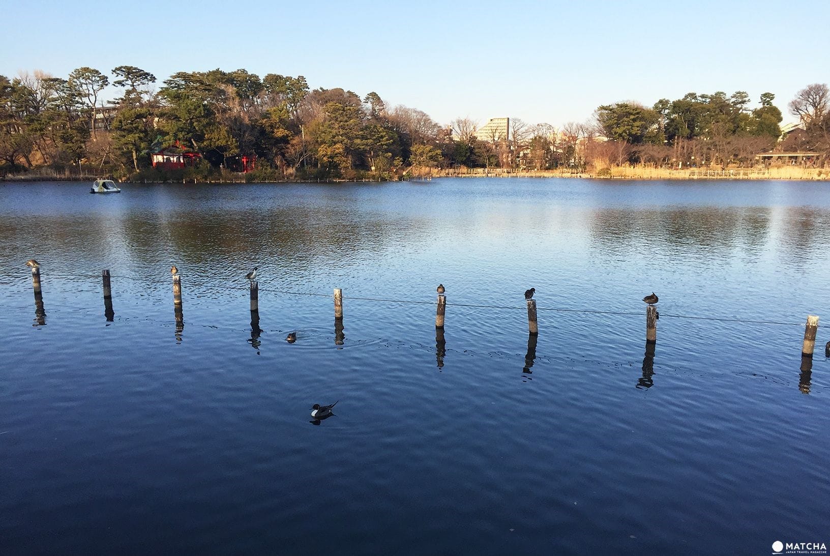 洗足池4 東京都心也能這麼悠哉!來「洗足池公園」走一圈當個偽在地人吧