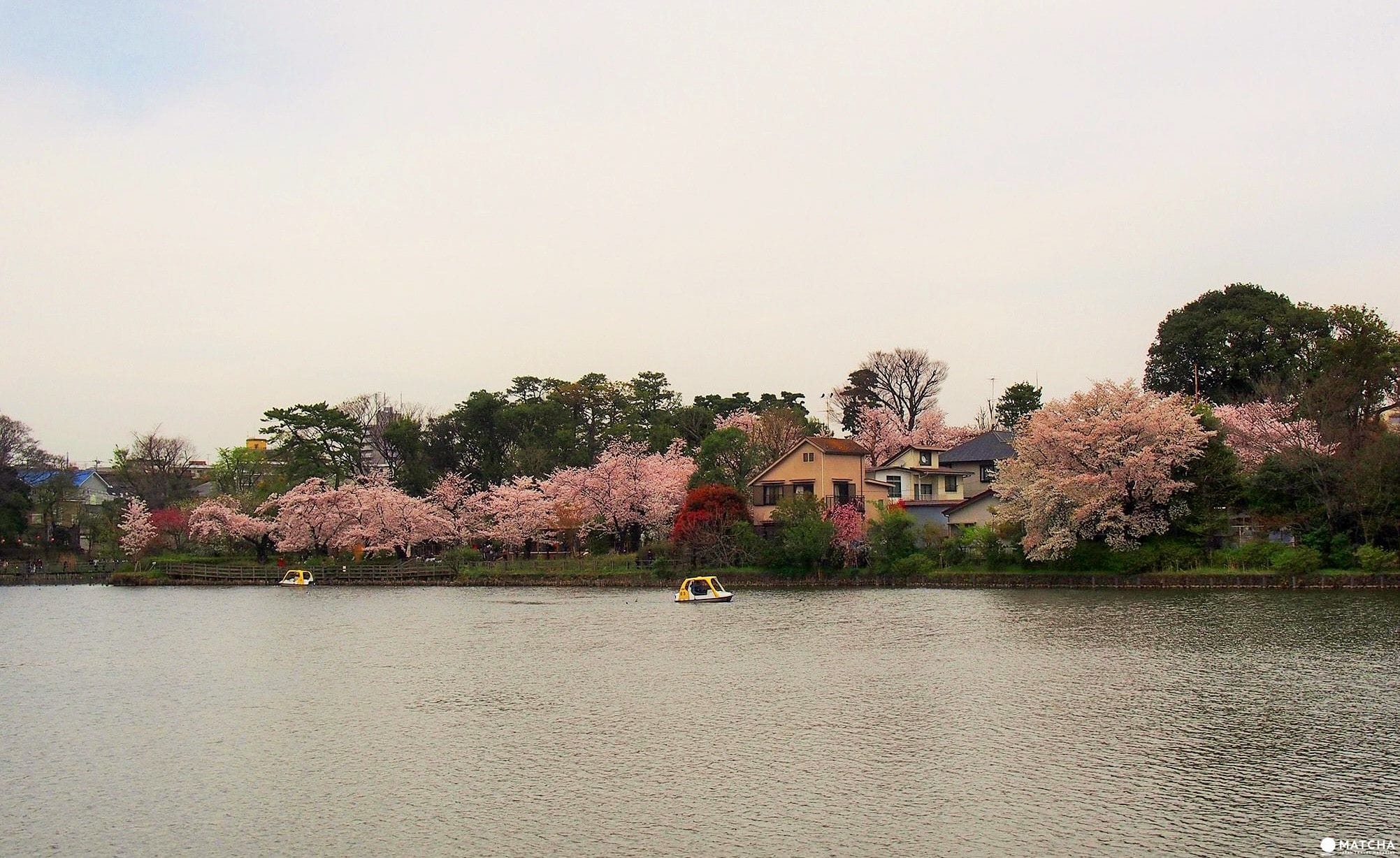 東京都心也能這麼悠哉！來「洗足池公園」走一圈當個偽在地人吧