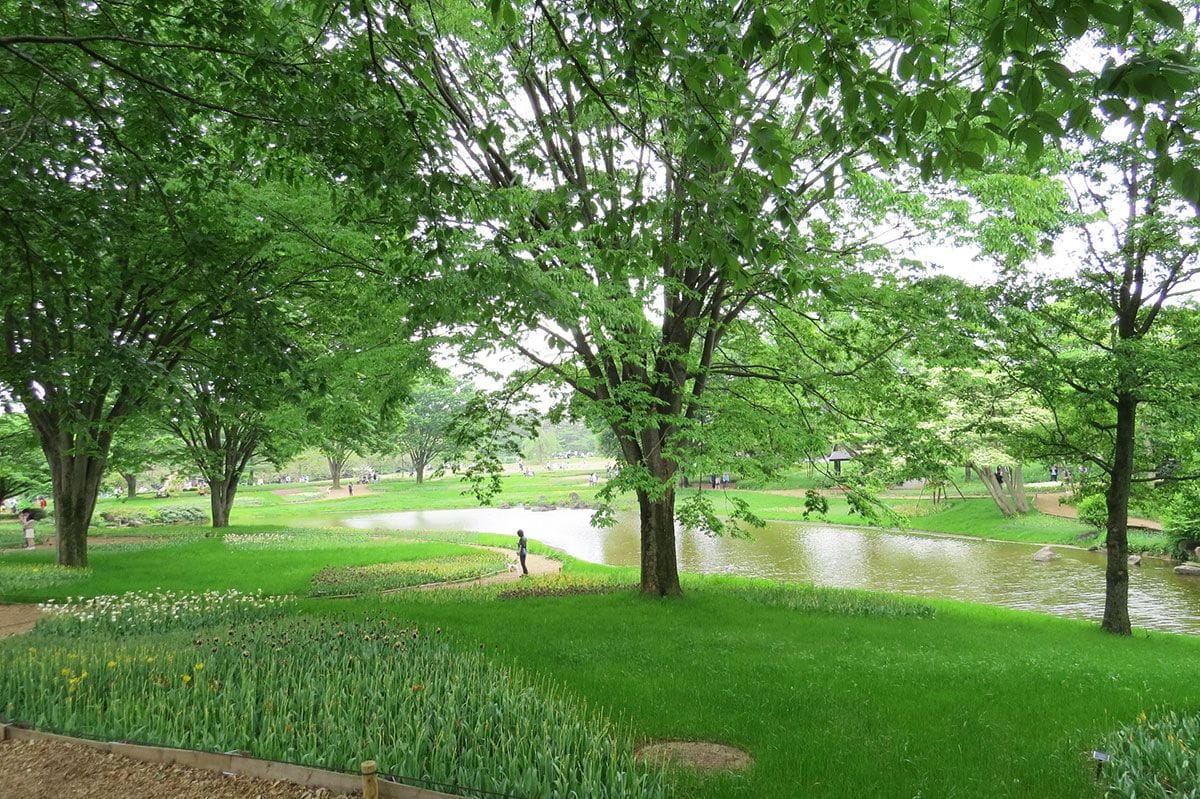 東京 一年四季都可以欣賞到百花爭艷 國營昭和紀念公園 欣傳媒