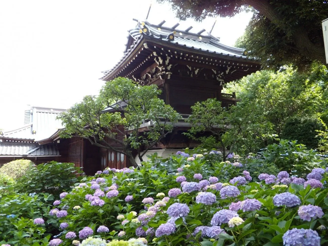 看繡球花不用人擠人！東京市區「白山神社繡球花祭」