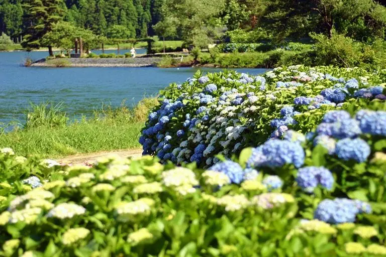 鏡湖池畔與繡球花相伴，滋賀縣余吳湖繡球花季