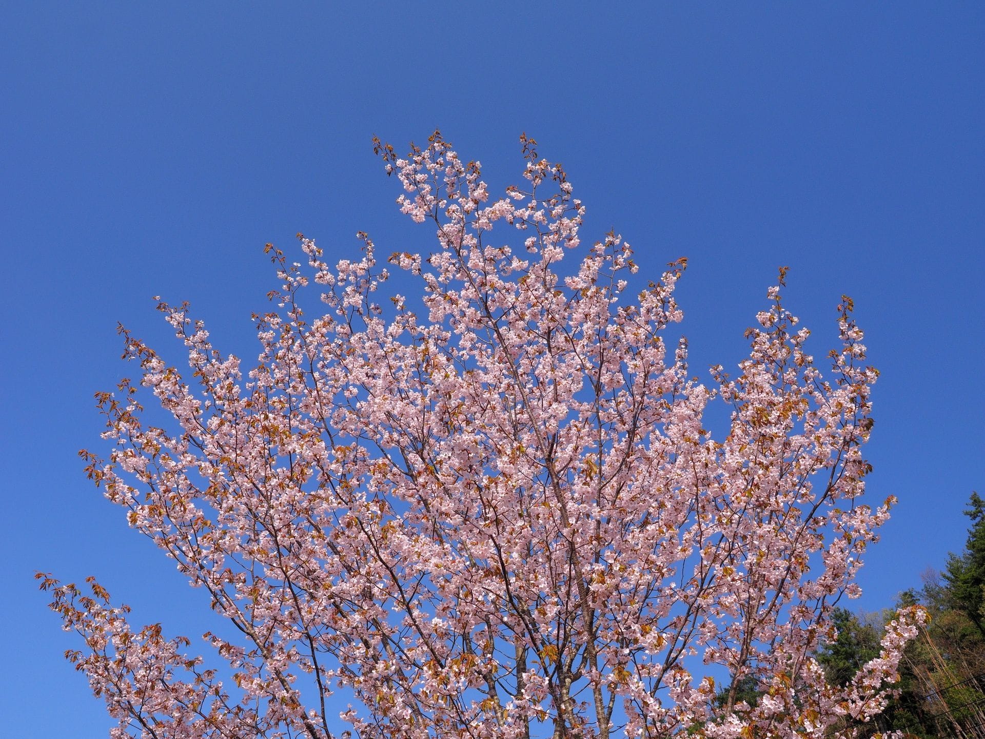 山櫻 山櫻