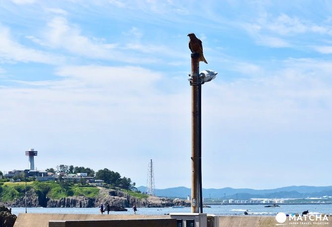 東尋坊 全景 雄島 【福井】世界級絕景!六角度欣賞東尋坊