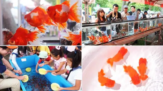 東京「2017江戸川區金魚祭典」，決不能錯過的夏季風物詩！
