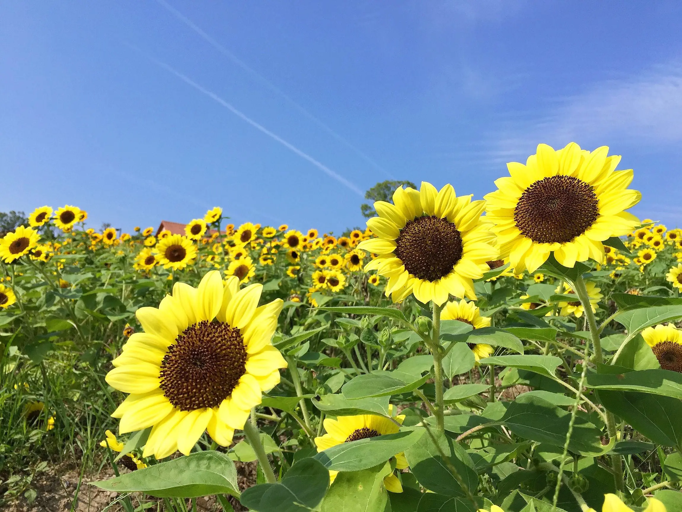 不只有花火，还有满满太阳花！来大坂堺市与6万朵向日葵一起迎接夏天！