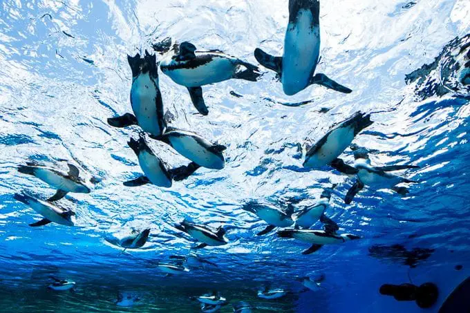 萌萌企鵝伴你度過涼爽夏日，池袋「sunshine city」飛天企鵝「天空酒場」