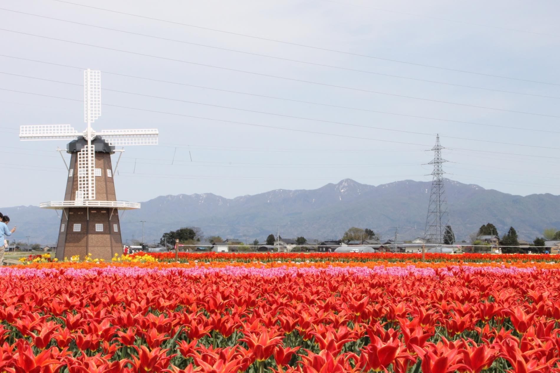 Muramatsu Park And Tulip Fields In Niigata Come View The Blooms
