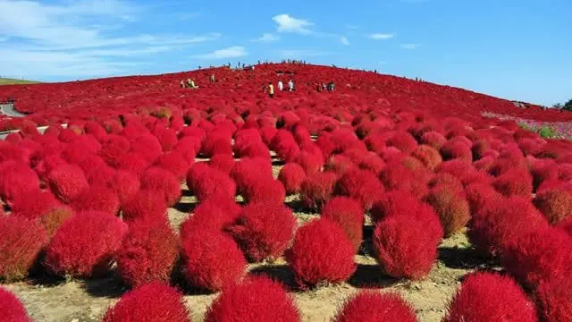 被粉蝶花洗版了吗？没关系，现在换你用“红色扫帚草”洗版回去啦！