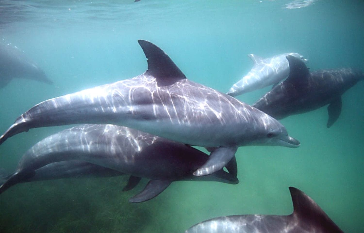 Wild Animals In Japan!? Where Can You Find Them?
