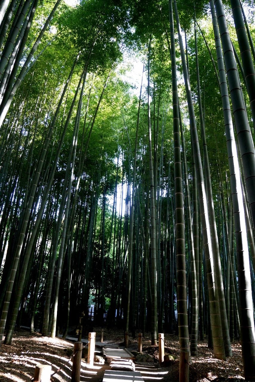 報國寺竹林