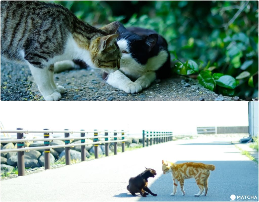相島(喧嘩&キスの猫)