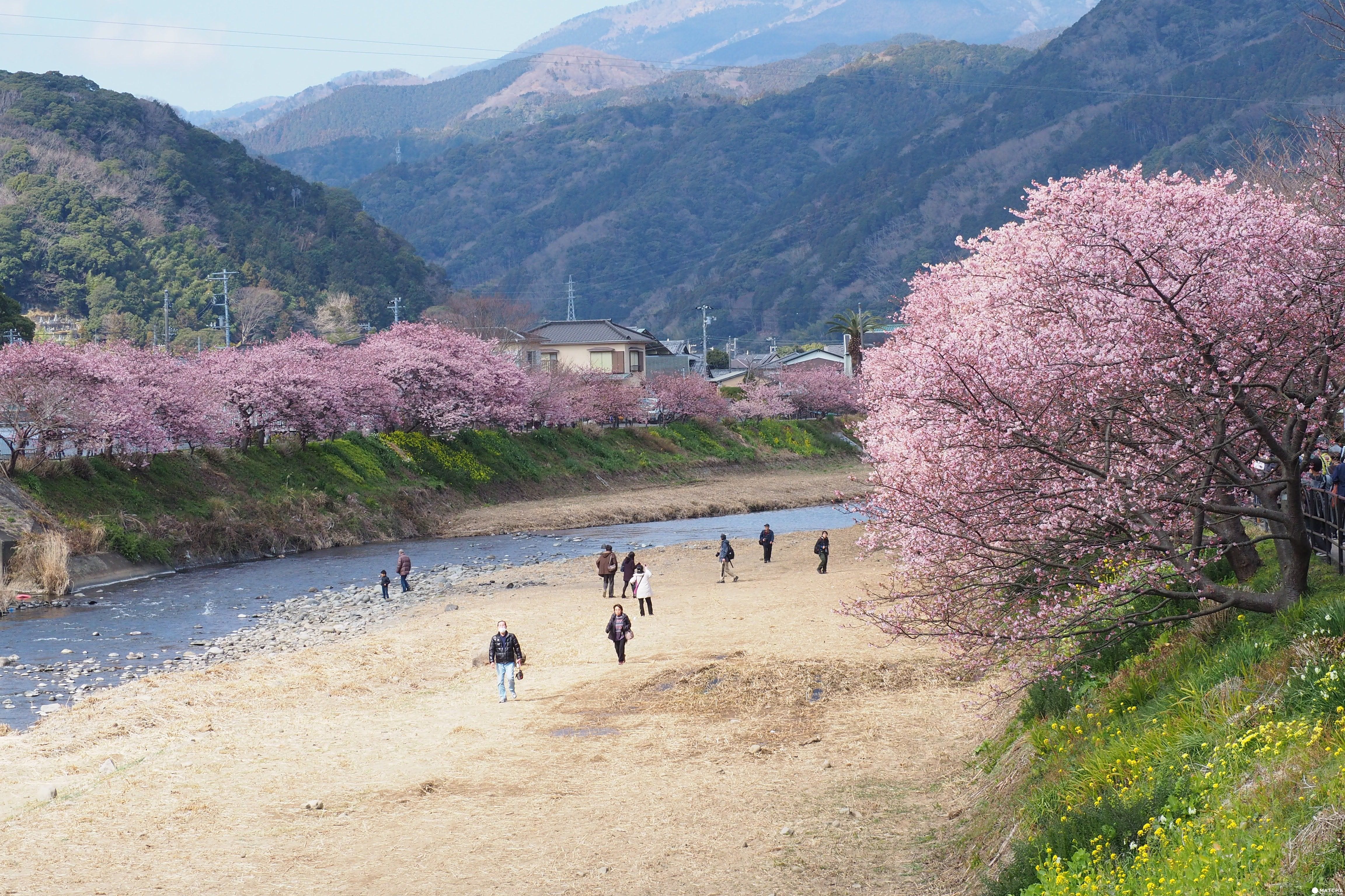 日本最早櫻花！東京近郊靜岡河津櫻