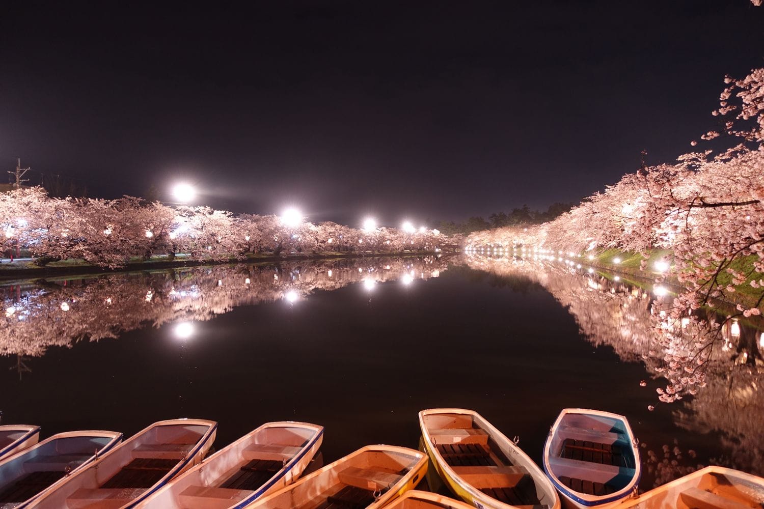 弘前公園　夜桜