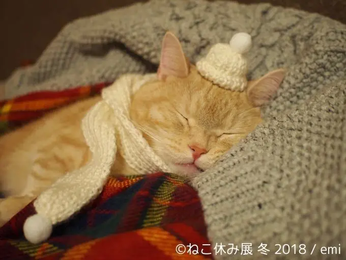 喵～就是想發呆 2018「貓咪休息展」懶洋洋展出