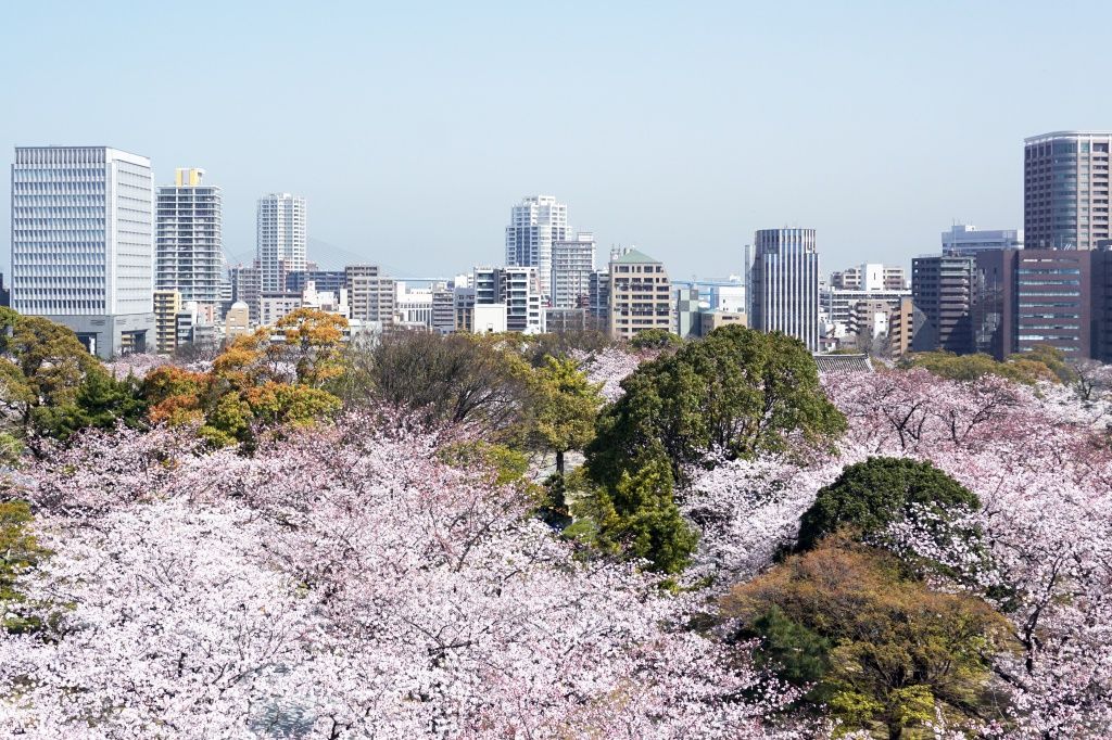福岡_舞鶴公園_桜