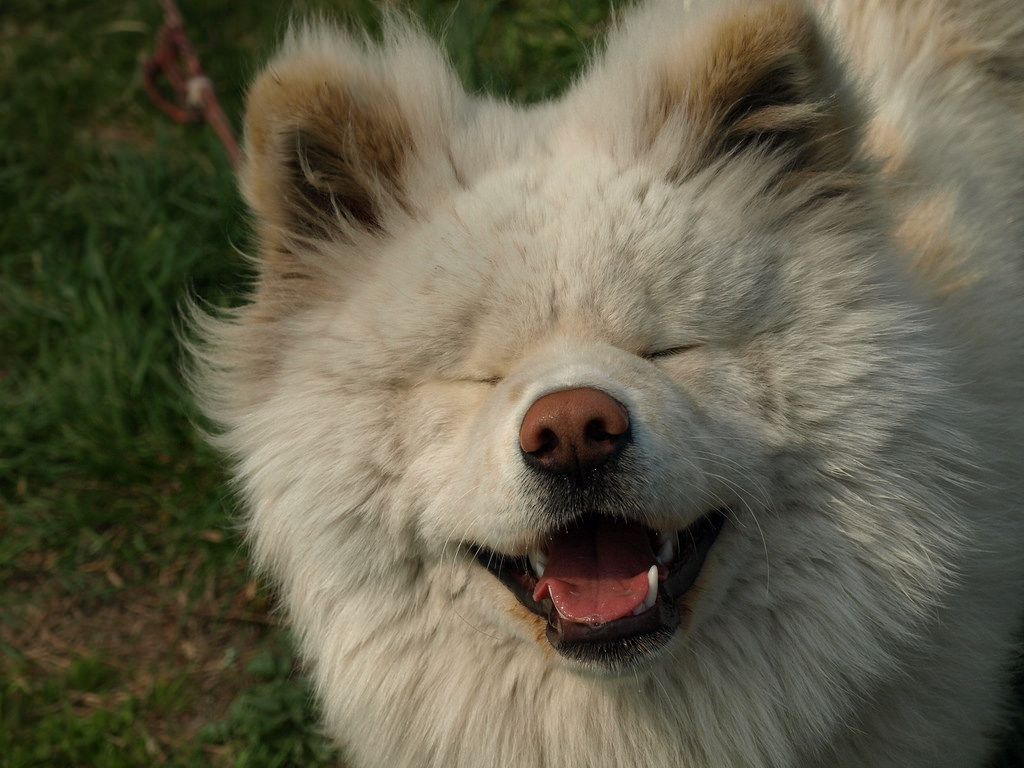 可愛到犯規的汪星人 這六種日本犬都想抱緊處理呀 欣傳媒 可愛到犯規的汪星人 這六種日本犬都想抱緊處理呀 欣傳媒