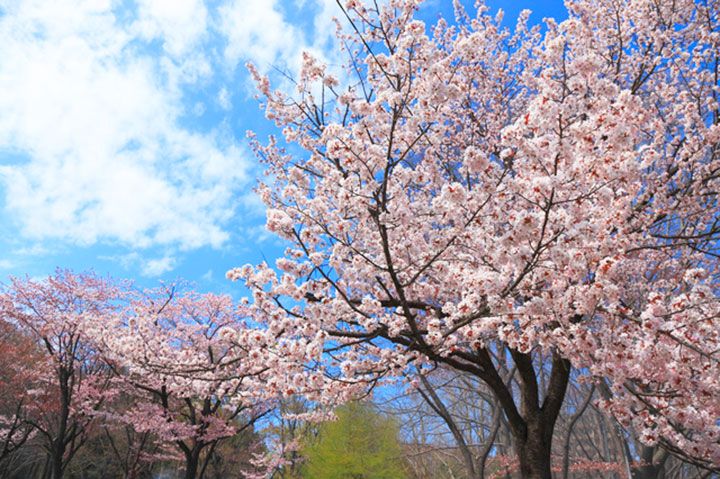 北海道札幌省錢旅遊 住得安心也能走訪知名觀光景點 欣傳媒