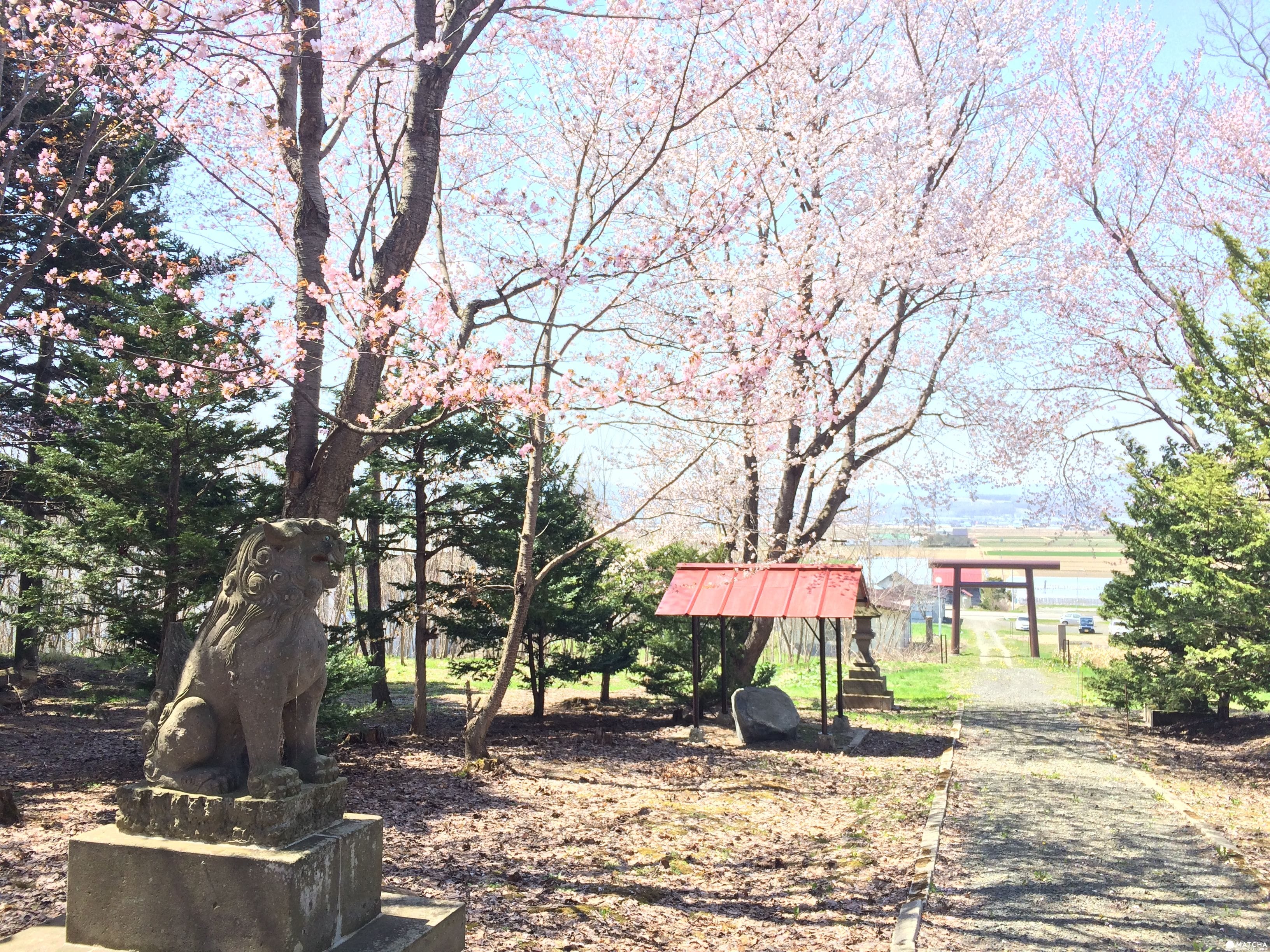 北海道11 櫻花