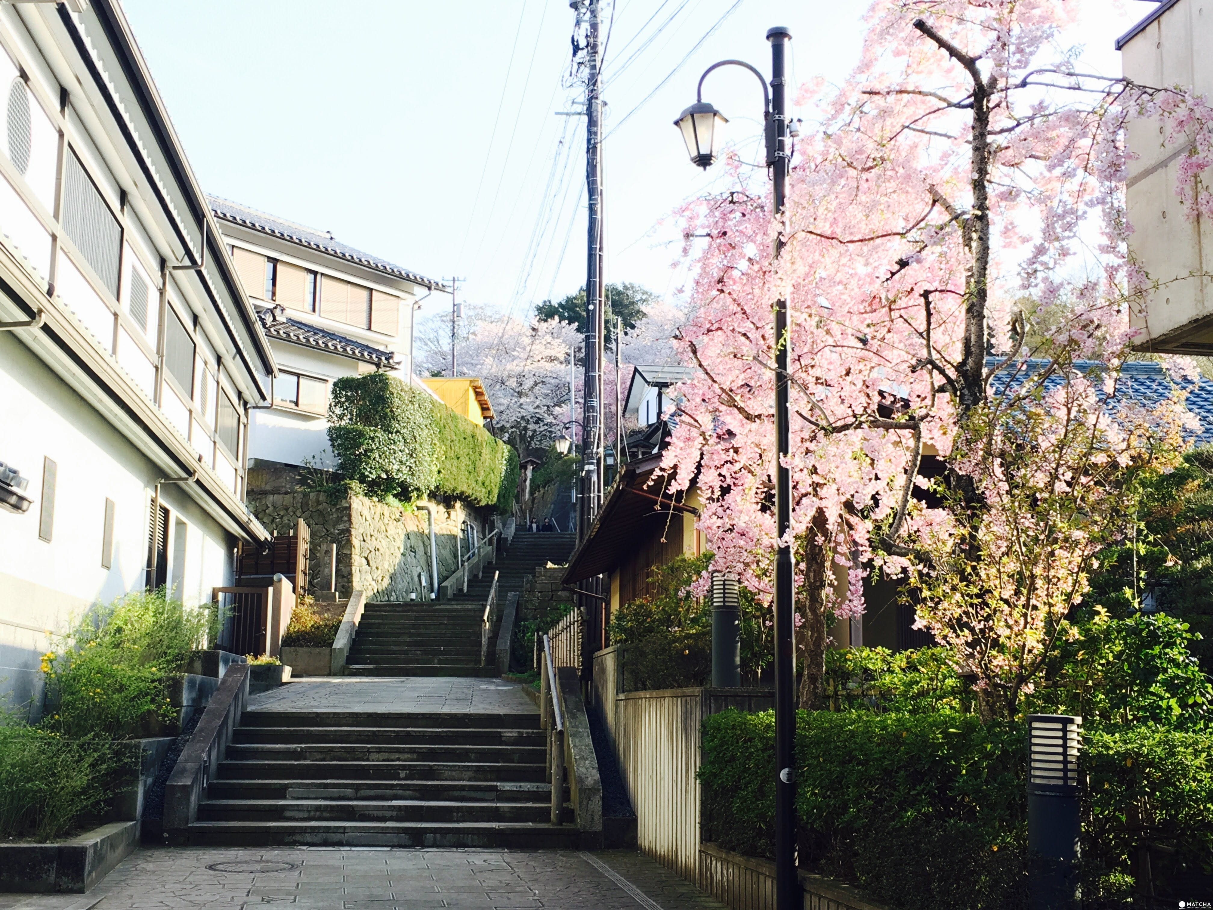 足羽山公園 愛宕坂 春爛漫!福井縣賞櫻景點8選