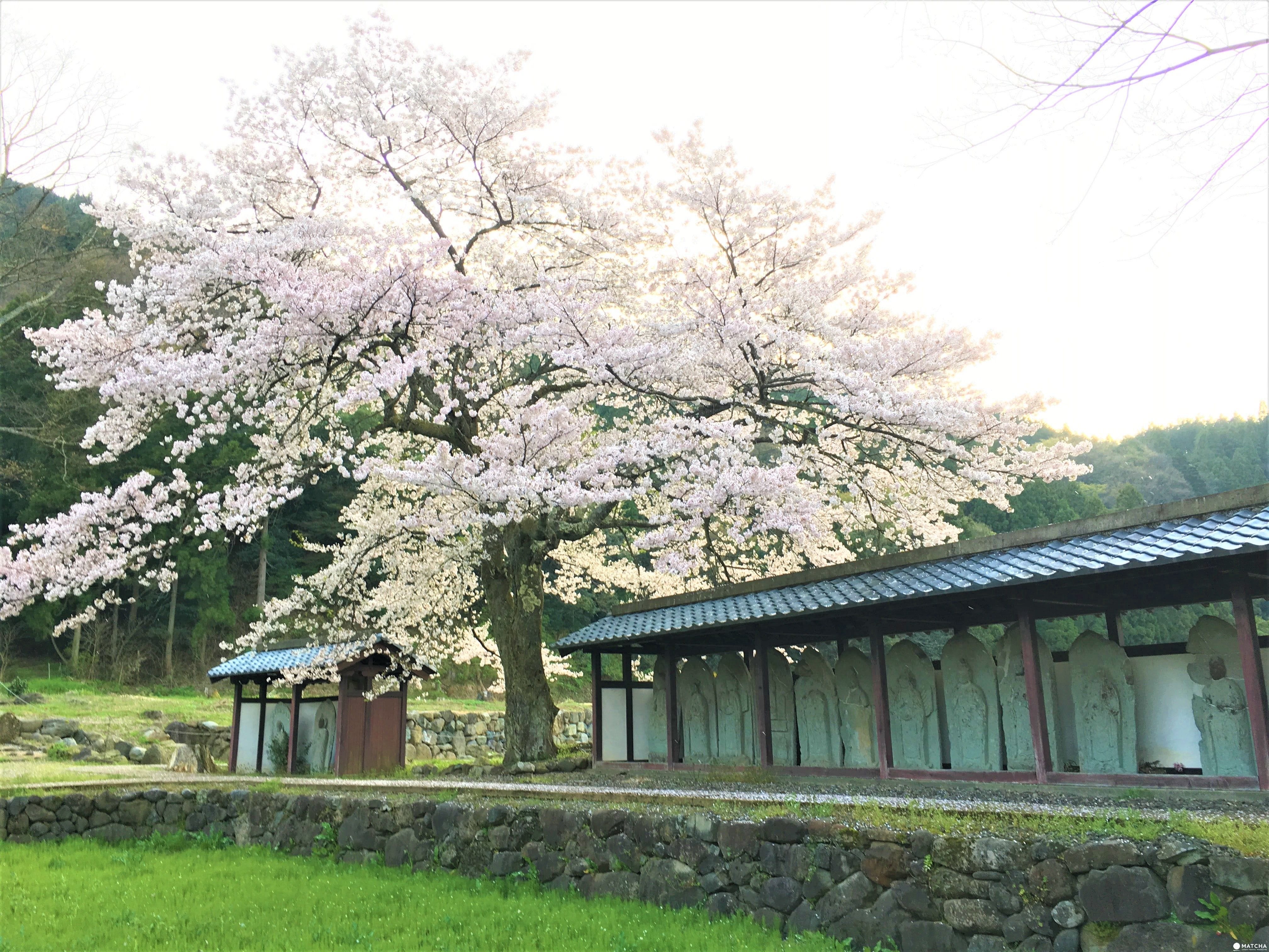 一乘谷朝倉氏遺址內西山光照寺遺跡古石佛群 春爛漫!福井縣賞櫻景點8選