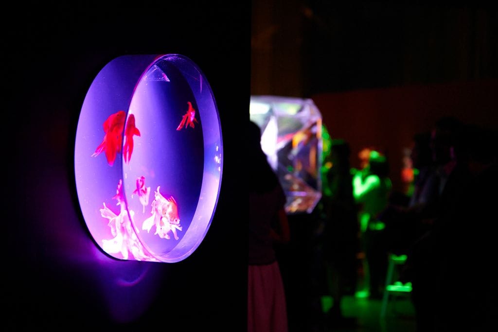 Art Aquarium金魚藝術水族館