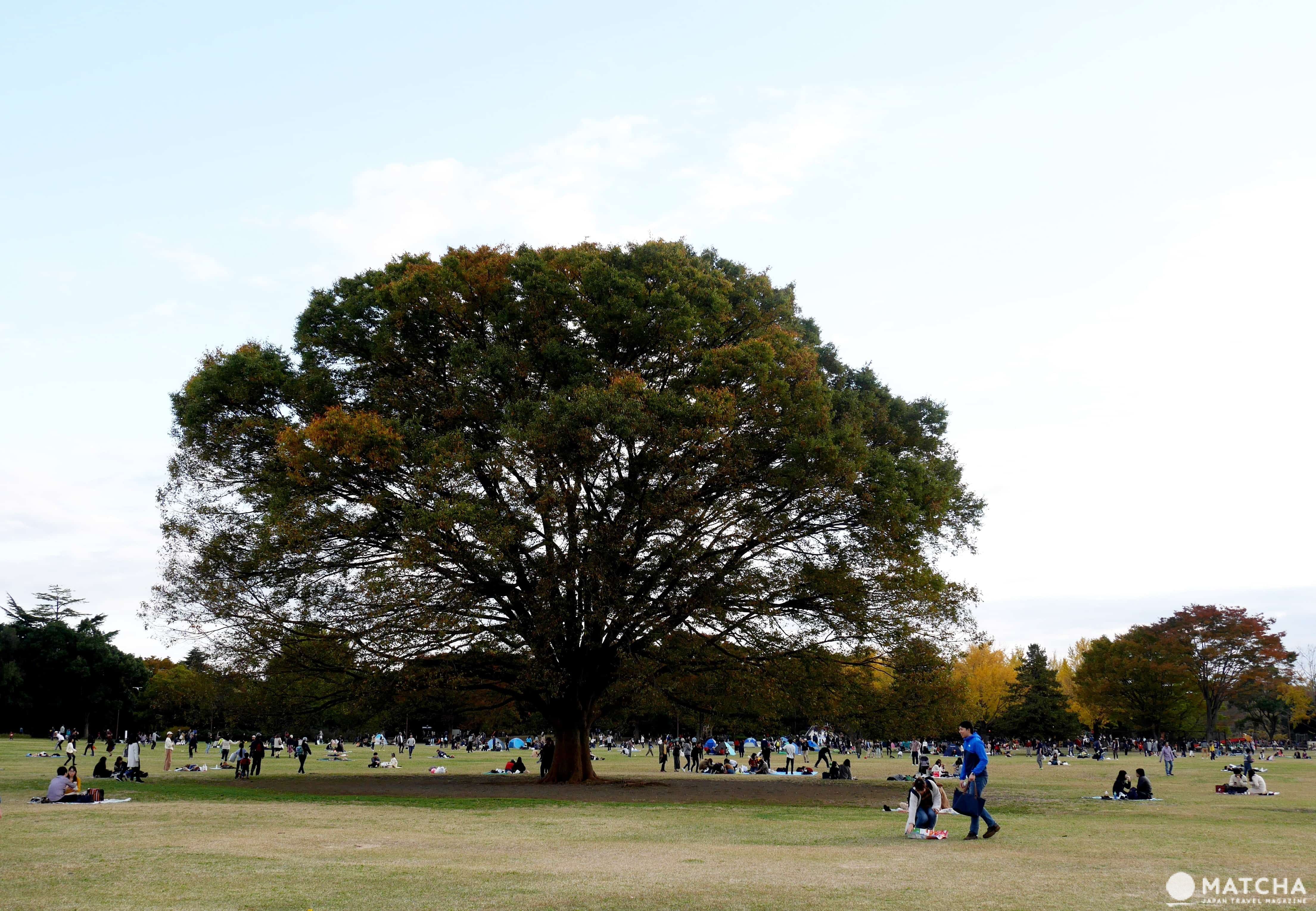 昭和記念公園草原 昭和記念公園草原