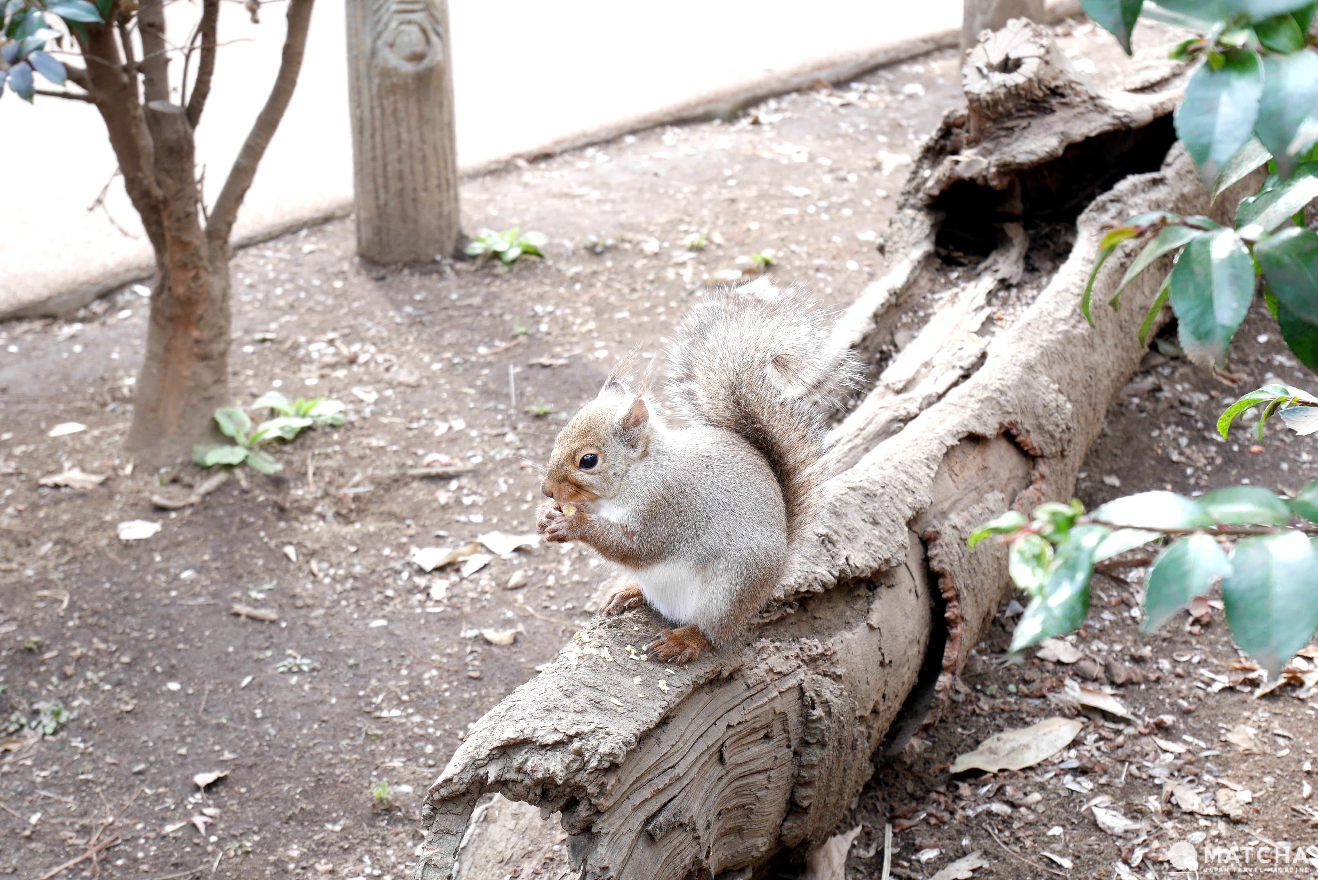 井之頭公園自然文化區 井之頭公園自然文化區