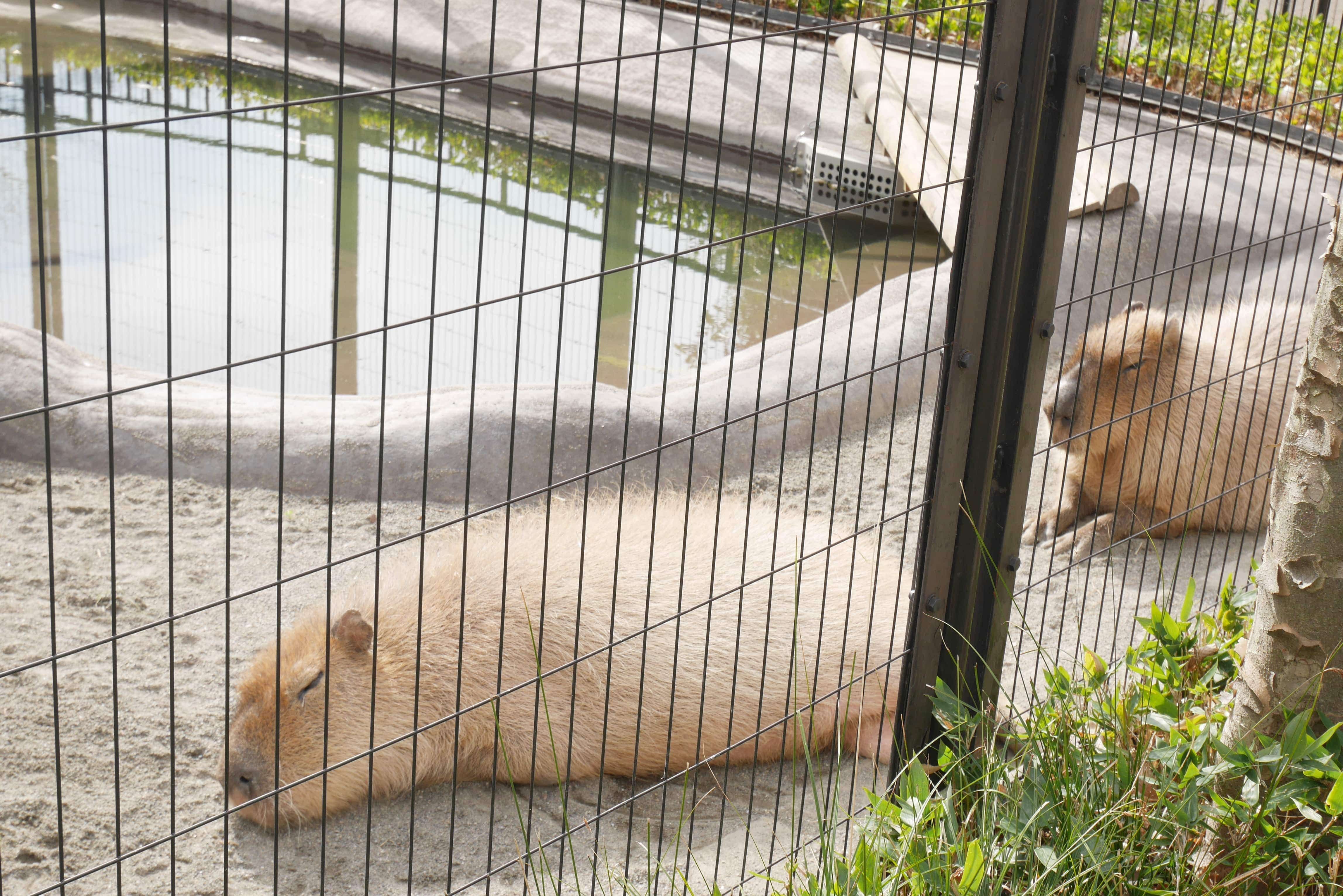 井之頭公園動物園親子 井之頭公園動物園親子