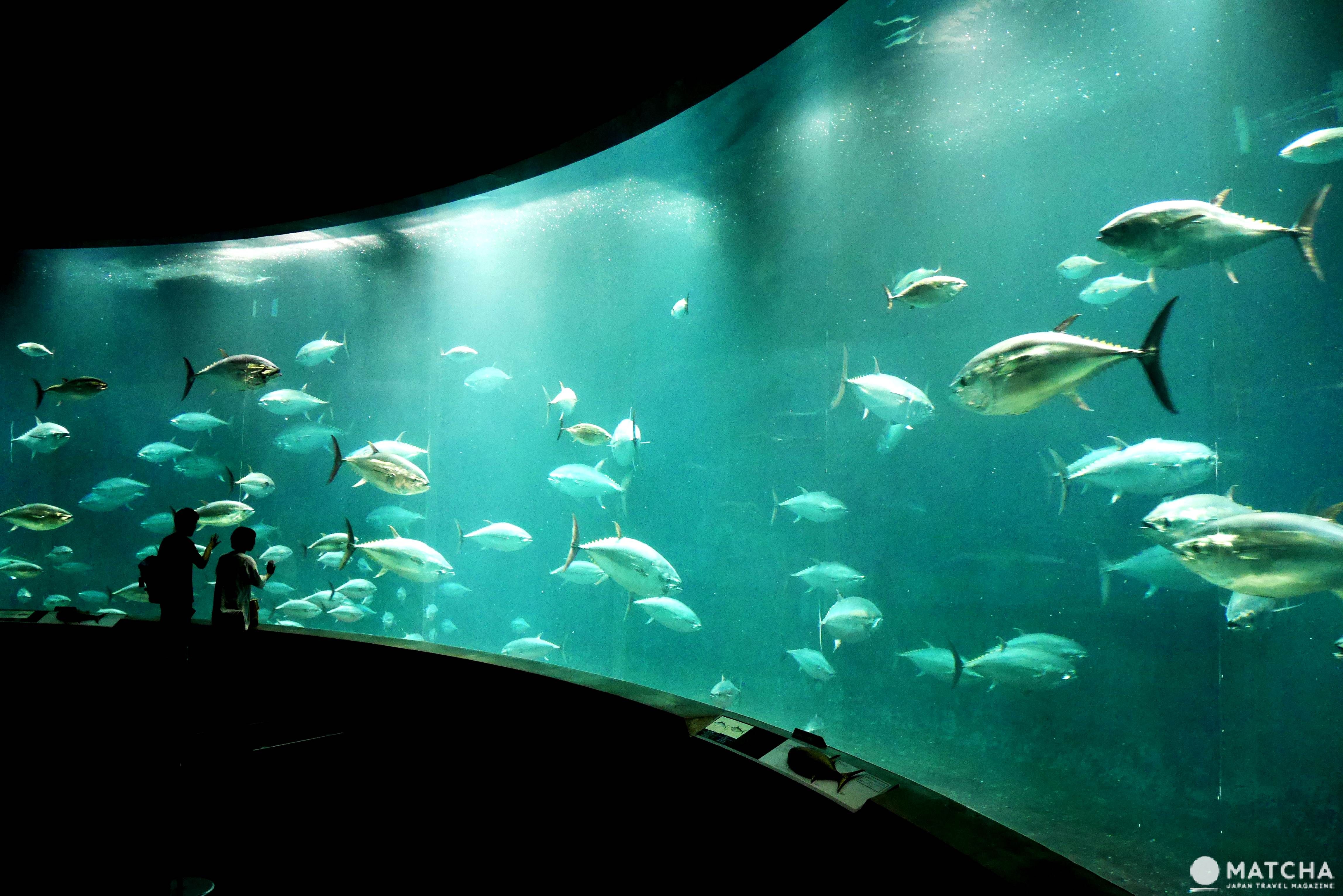 葛西臨海水族館 葛西臨海水族館
