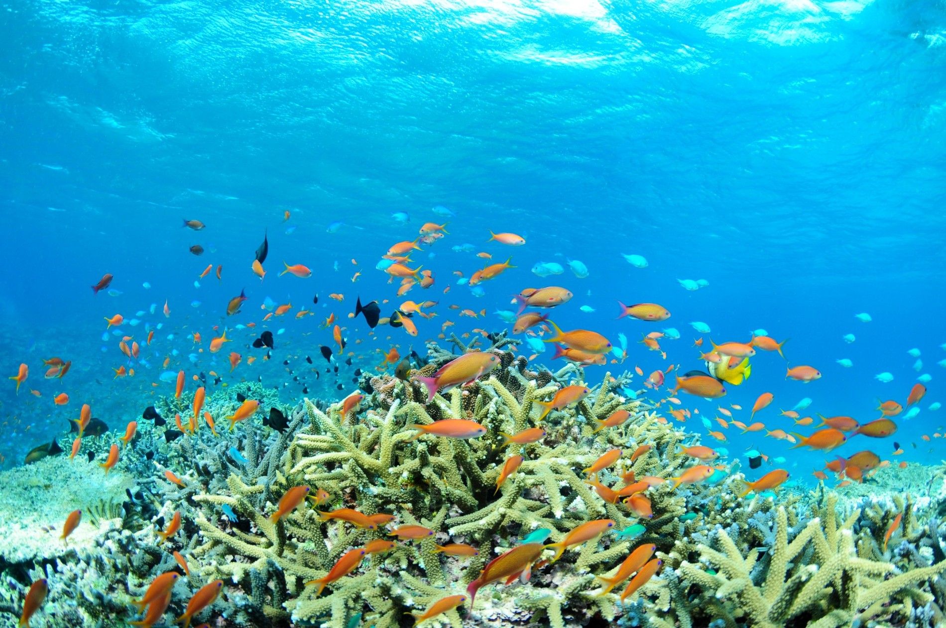 人気急上昇中の沖縄離島！石垣島でやりたい7個のこと