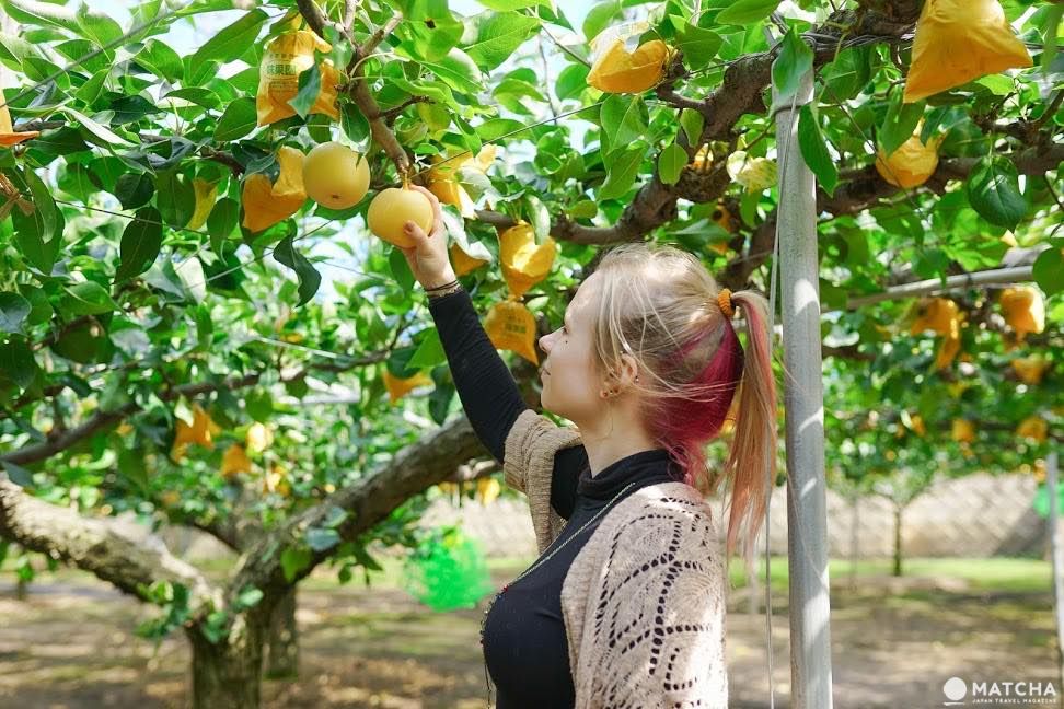 Travel by Bus for 3 Days in Tottori for Only 1800! Discover the Hidden Charms of Totori City