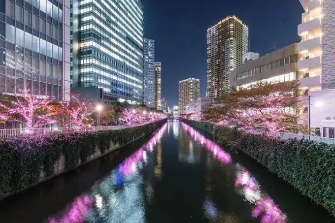 2019夢幻聖誕燈飾活動「冬之櫻」照耀櫻色目黑川！