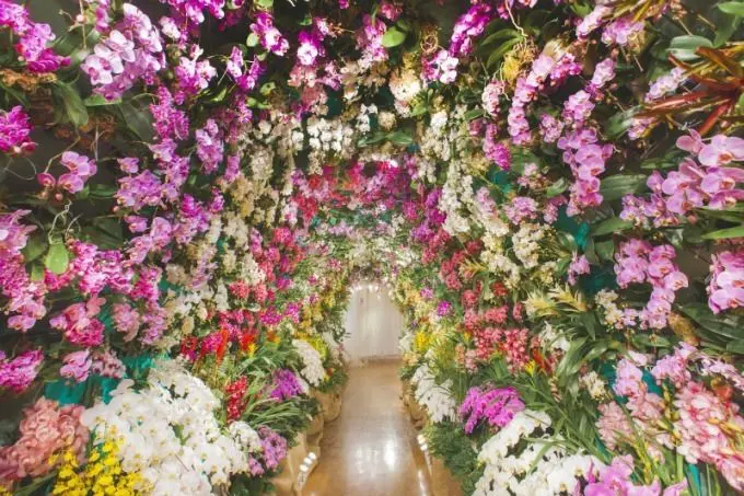 หนาวนี้ไปถ่ายรูปกับ "อุโมงค์กล้วยไม้" ที่เฮาส์เทนบอช (Huis Ten Bosch) กัน! (นางาซากิ - Nagasaki)