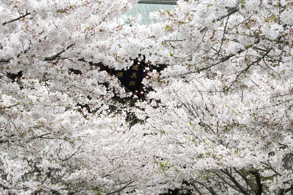 建長寺 鎌倉賞櫻 櫻花隧道