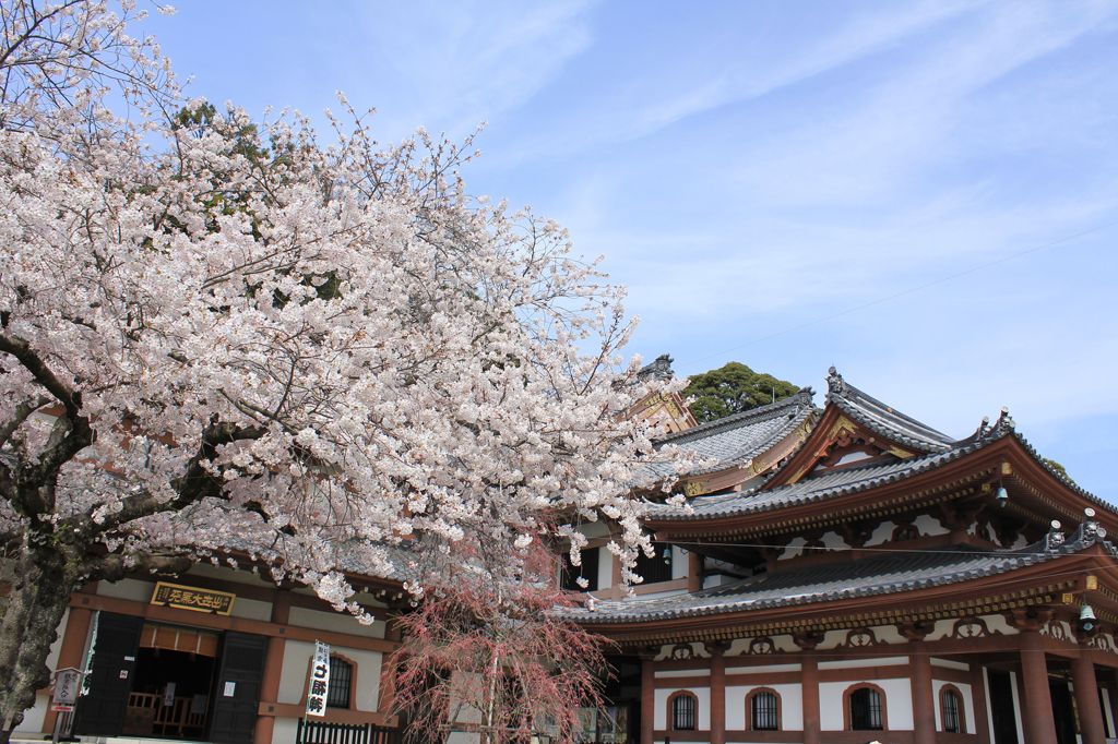 鎌倉 長谷寺 賞櫻